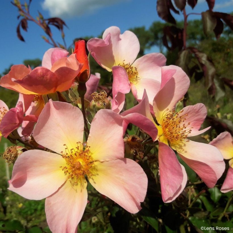 Rosier grimpant Lens Flair (Floraison)