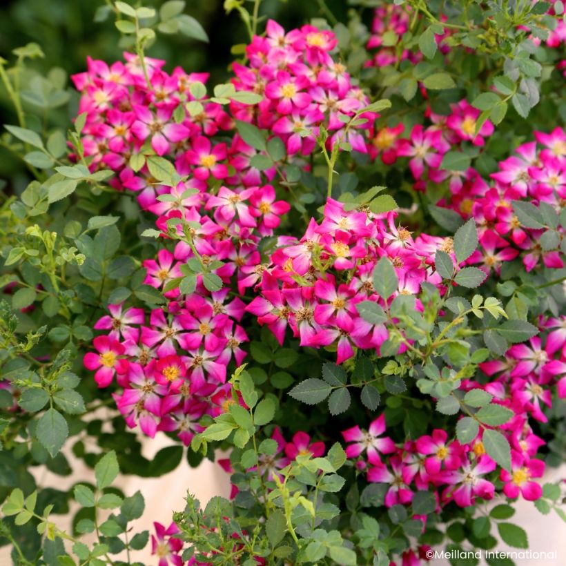 Rosier miniature Galaxy Antares (Floraison)