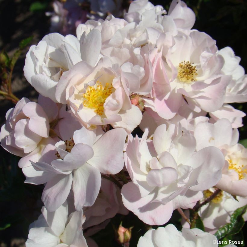 Rosier miniature Ma Fille Sara (Floraison)