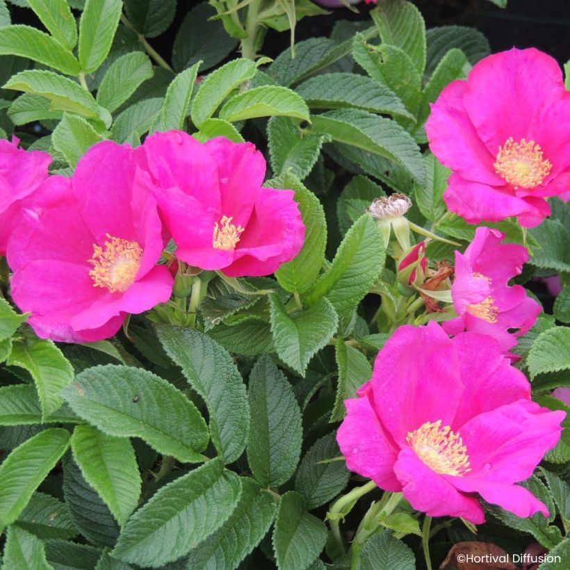 Rosier rugosa Angelia Eglantine (Floraison)
