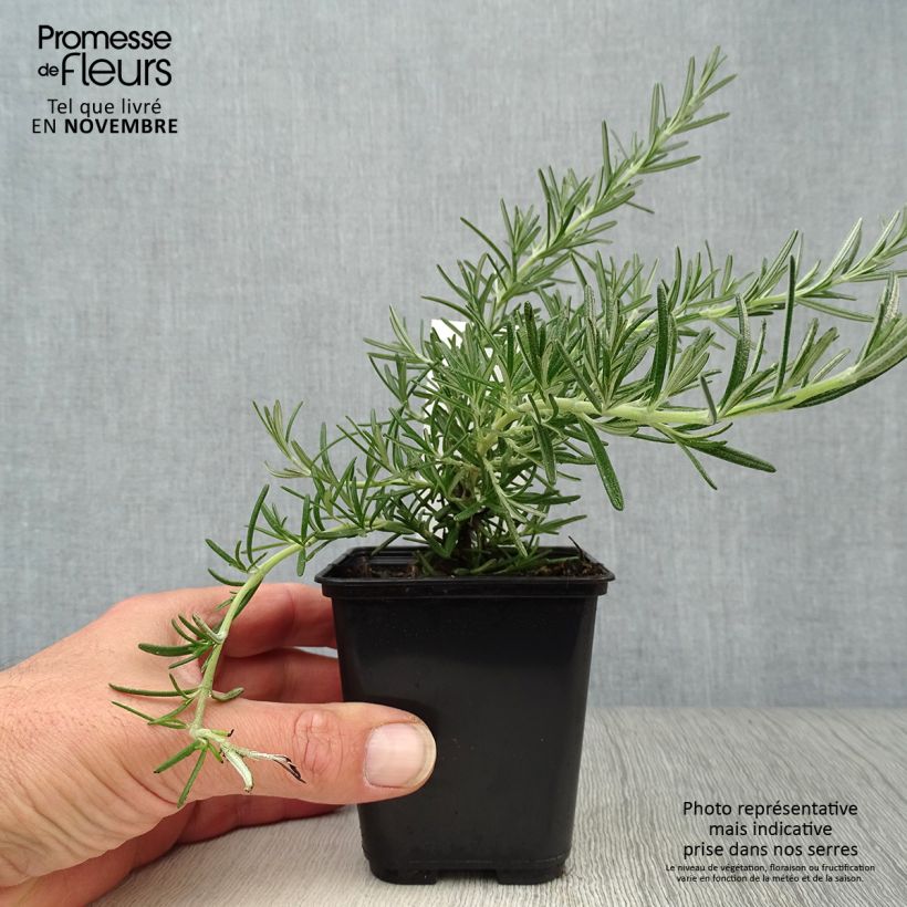 Spécimen de Rosmarinus officinalis Blue Cascade - Romarin retombant Godet de 8/9 cm tel que livré en automne