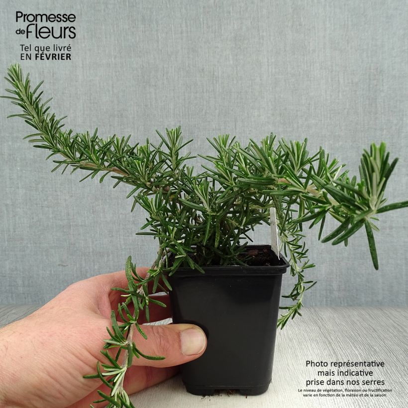 Spécimen de Rosmarinus officinalis Blue Cascade - Romarin retombant Godet de 8/9 cm tel que livré en hiver