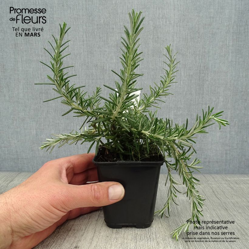 Spécimen de Rosmarinus officinalis Blue Cascade - Romarin retombant Godet de 8/9 cm tel que livré au printemps
