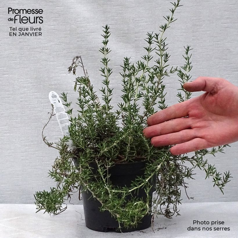 Spécimen de Romarin rampant - Rosmarinus officinalis Prostratus Pot de 1L/1,5L tel que livré en hiver