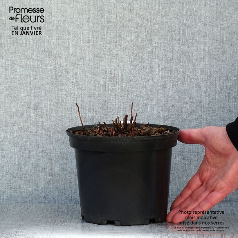 Spécimen de Rubus illecebrosus - Framboisier fraise japonais Pot de 2L/3L tel que livré en hiver