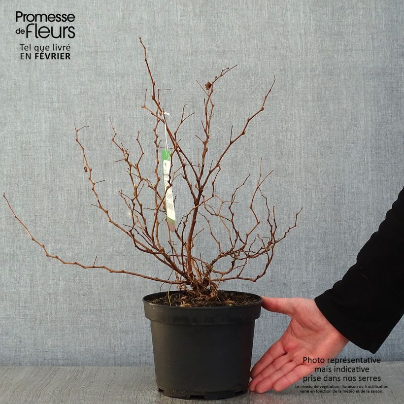 Spécimen de Rubus spectabilis Olympic Double (Flore Pleno) - Ronce d'ornement Pot de 3L/4L tel que livré en hiver