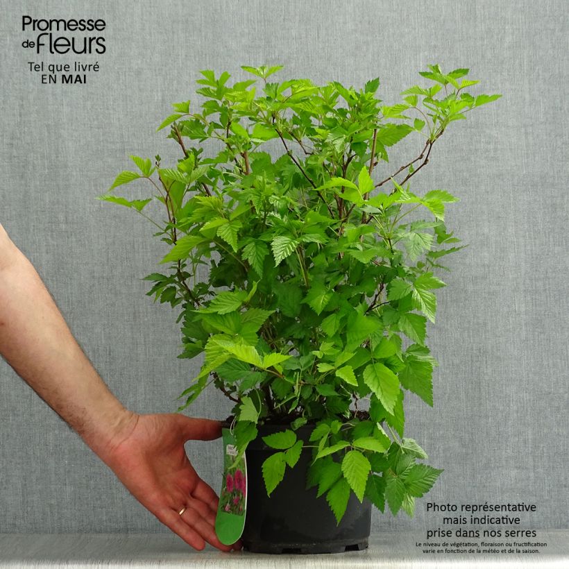 Spécimen de Rubus spectabilis Olympic Double (Flore Pleno) - Ronce d'ornement Pot de 3L/4L tel que livré au printemps