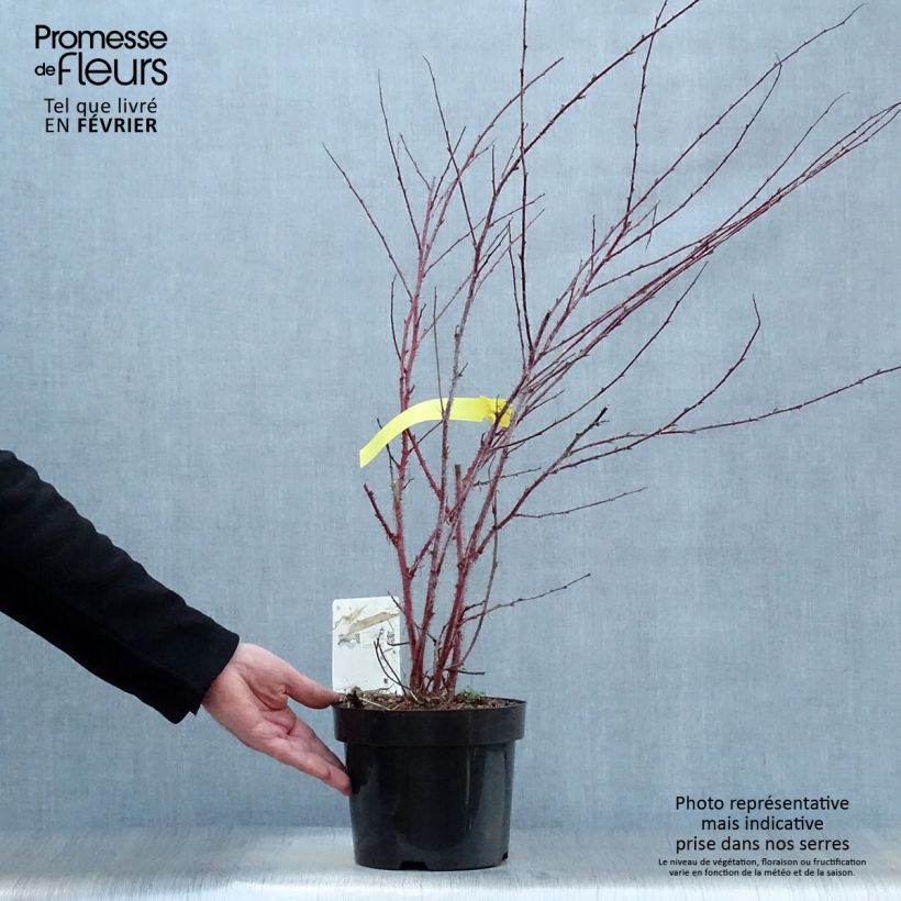 Spécimen de Rubus thibetanus Silver Fern - Ronce d'ornement Pot de 3L/4L tel que livré en hiver