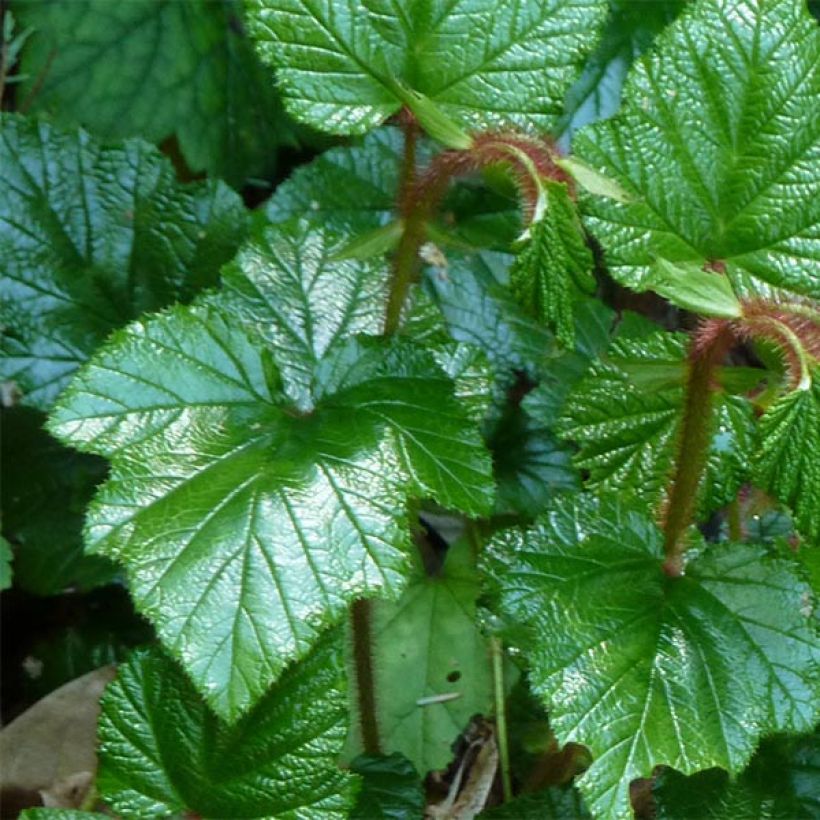Ronce tricolor - Rubus tricolor (Feuillage)
