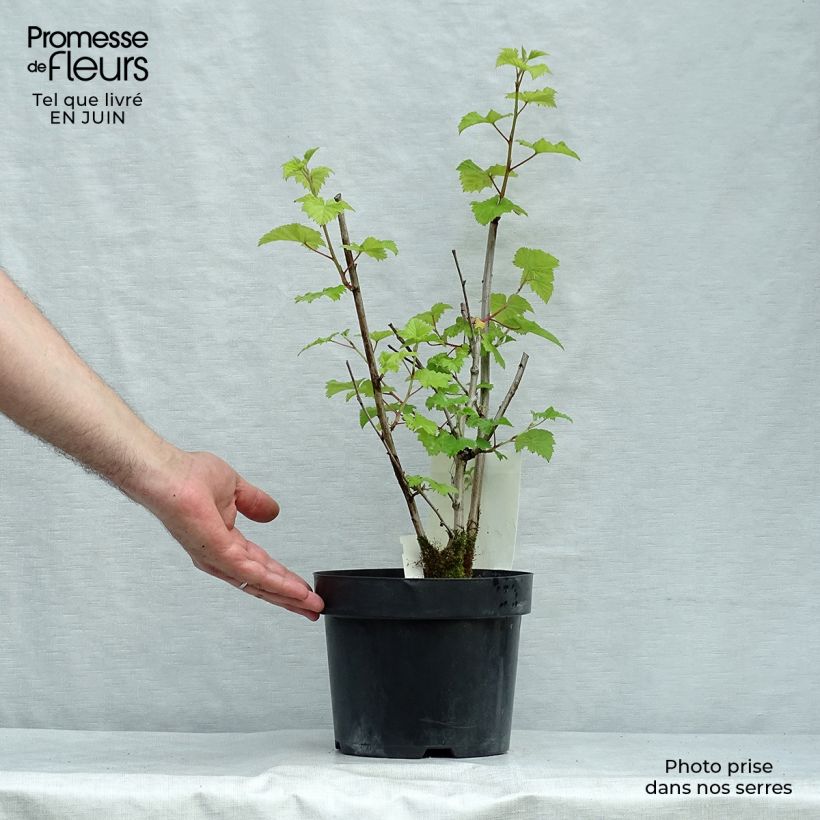 Spécimen de Rubus tridel Benenden - Ronce d'ornement. Pot de 3L/4L tel que livré en été