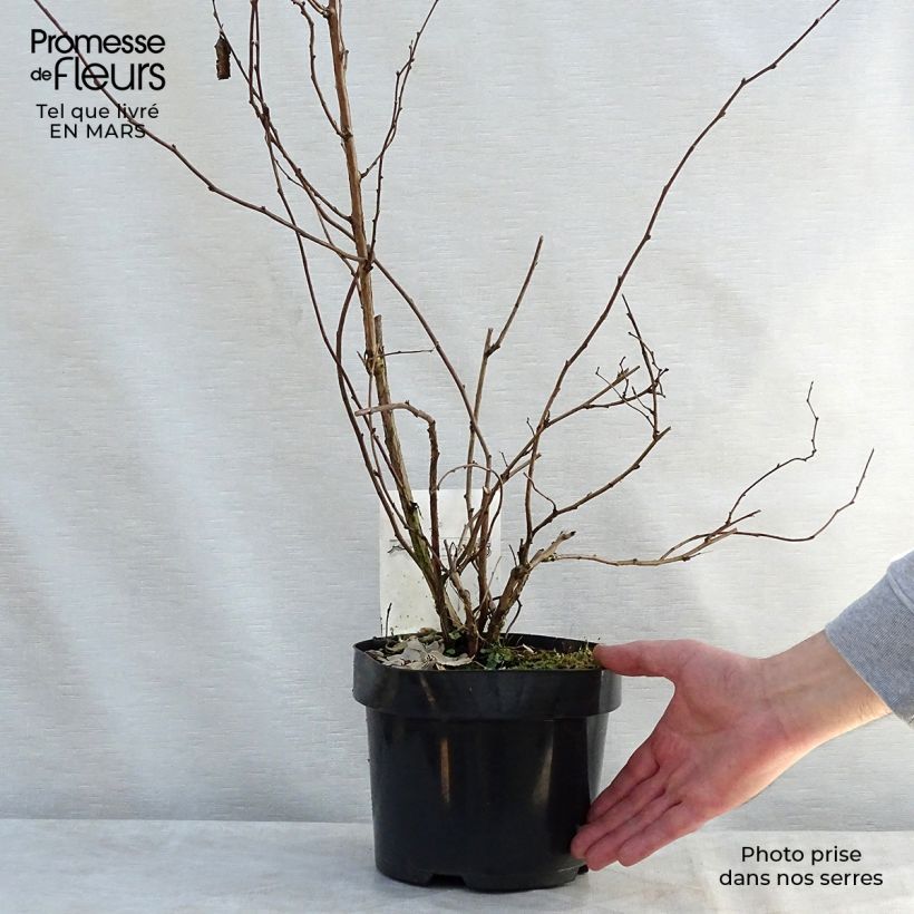 Exemplar von Rubus tridel Benenden - Schau-Himbeere Topf mit 3L/4L wie im Frühjahr geliefert