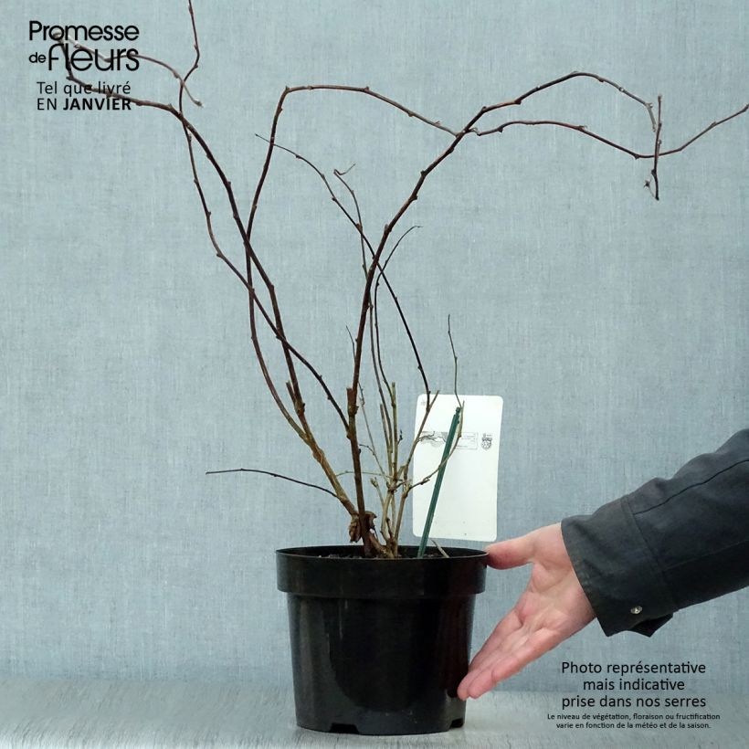 Spécimen de Rubus tridel Benenden - Ronce d'ornement. Pot de 3L/4L tel que livré en hiver