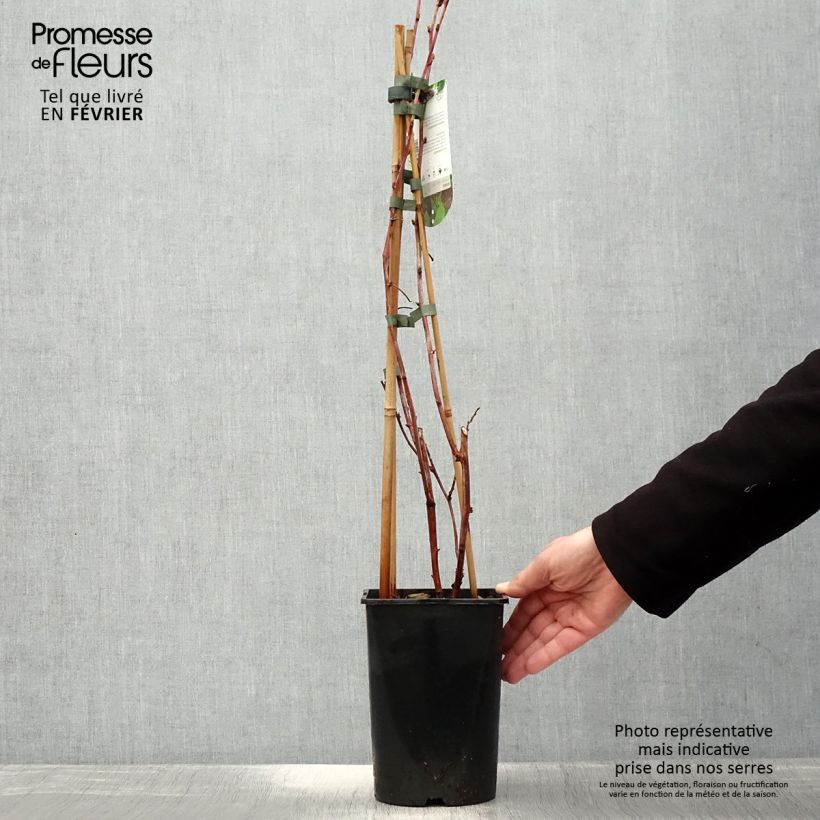 Spécimen de Framboisier Glen Coe Pot de 2L/3L tel que livré en hiver