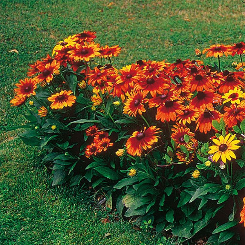 Rudbeckia annuel Autumn Colors (Port)