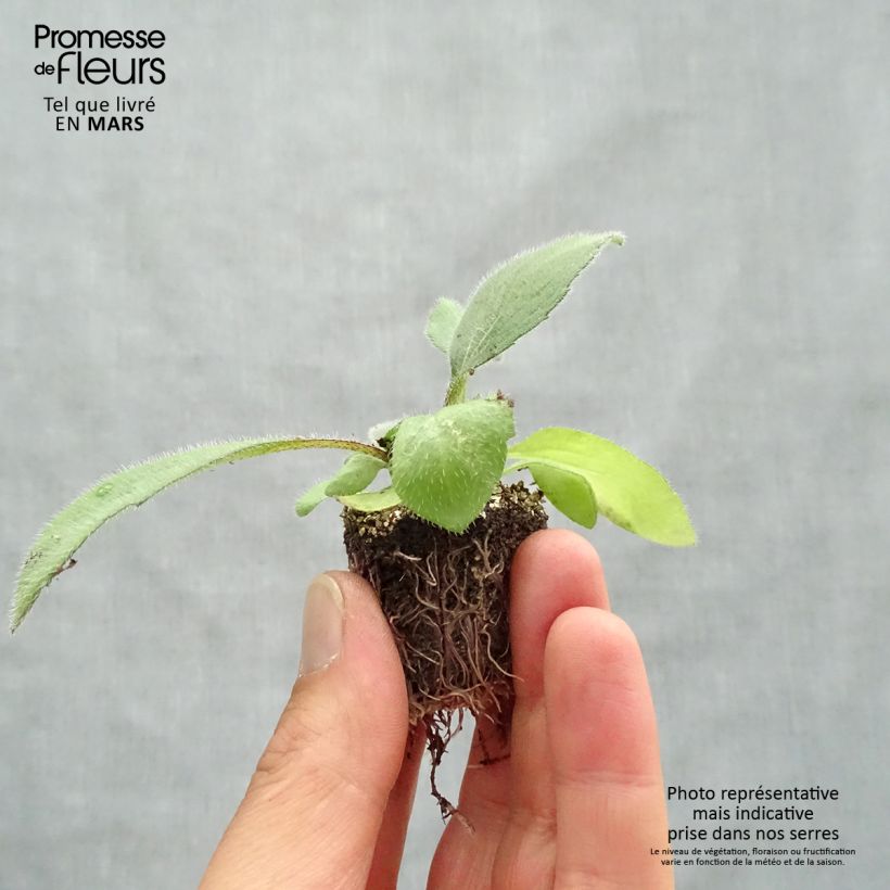 Spécimen de Rudbeckia annuel Cherry Brandy Jardimotte : motte 3,8 cm x 3,2 cm en plaque de culture par 16 tel que livré au printemps
