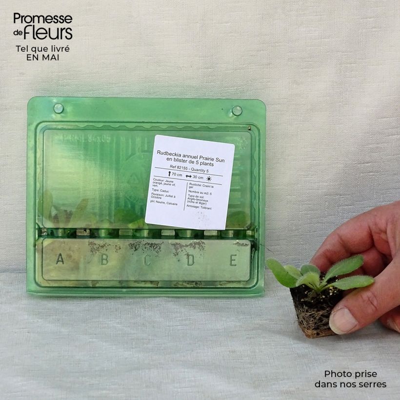 Spécimen de Rudbeckia annuel Prairie Sun Mini-motte Ø 3/4 cm, Livré en plant vert de 5 à 10 cm de hauteur tel que livré au printemps