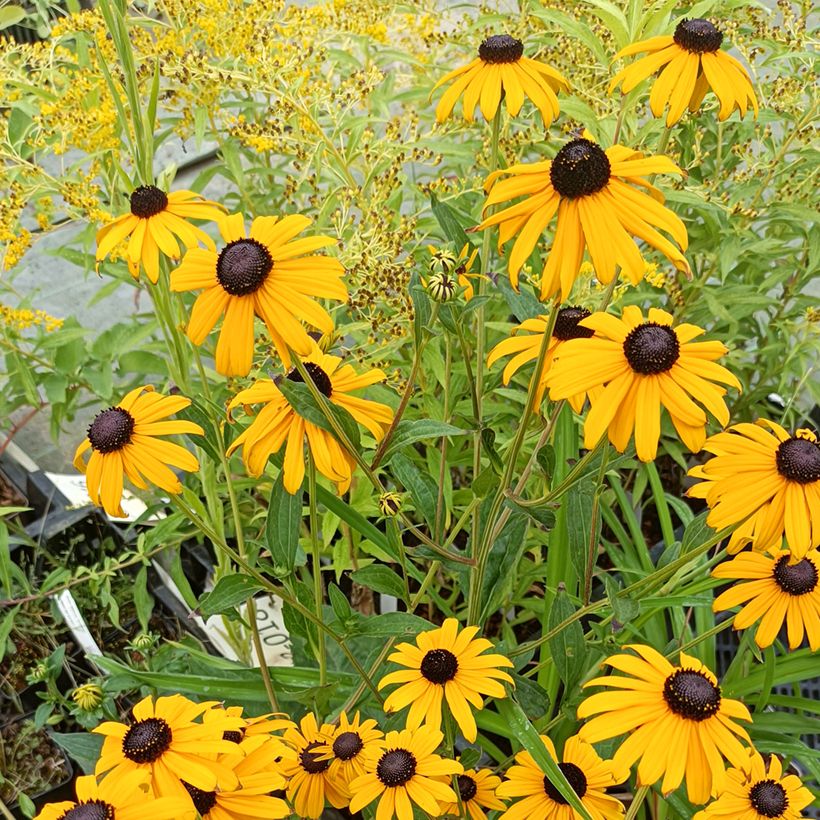 Rudbeckia fulgida Early Bird Gold (Hábito)