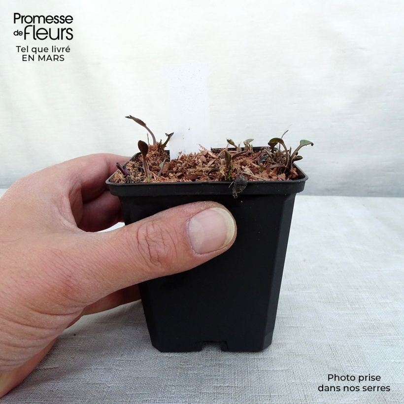 Spécimen de Rudbeckia fulgida Forever Gold Godet de 8/9 cm tel que livré en hiver