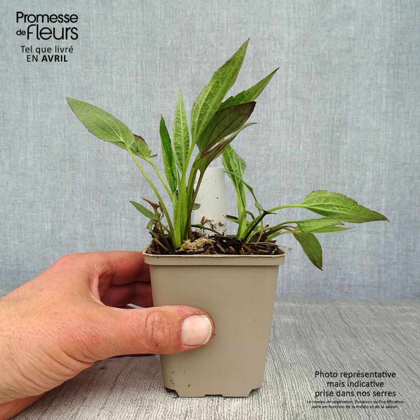 Spécimen de Rudbeckia fulgida Forever Gold Godet de 8/9 cm tel que livré au printemps