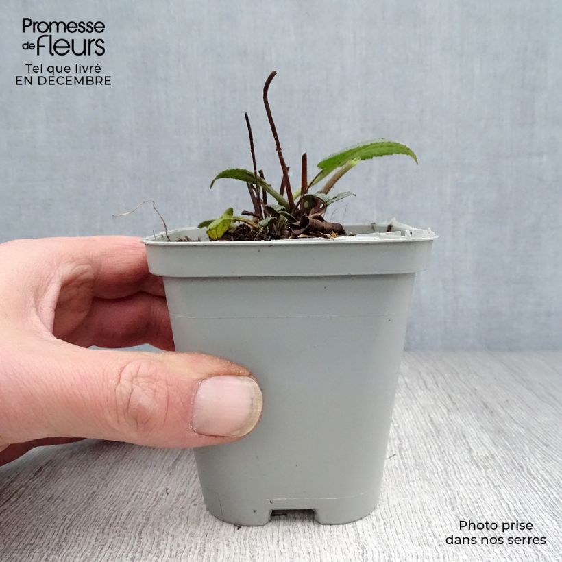 Spécimen de Rudbeckia fulgida Goldsturm - Soleil vivace d'automne Godet de 8/9 cm tel que livré en hiver