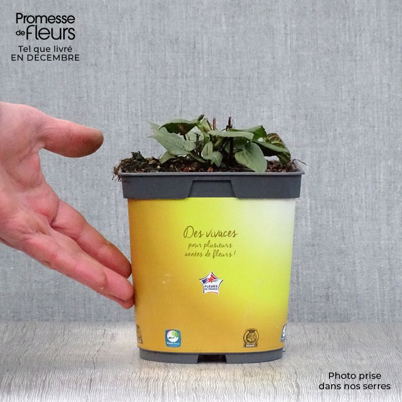 Spécimen de Rudbeckia fulgida Goldsturm - Soleil vivace d'automne Pot de 2L/3L tel que livré en hiver