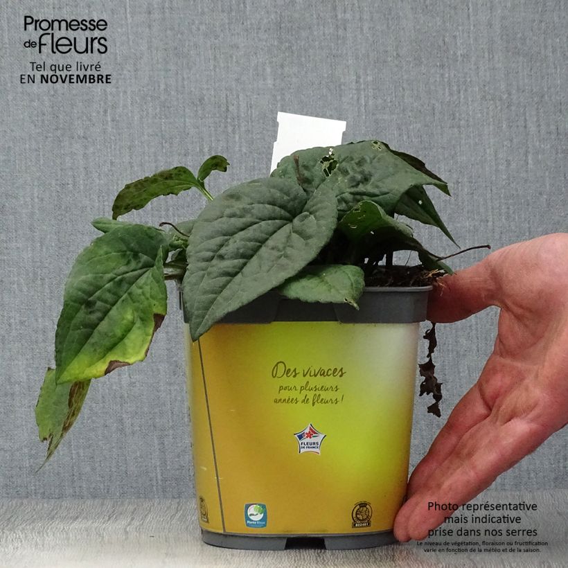 Spécimen de Rudbeckia fulgida Goldsturm - Soleil vivace d'automne Pot de 2L/3L tel que livré en automne
