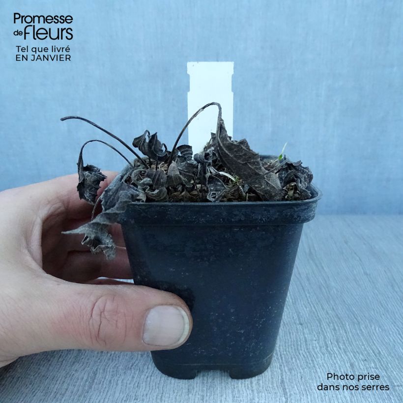 Spécimen de Rudbeckia fulgida Little Goldstar Godet de 8/9 cm tel que livré en hiver