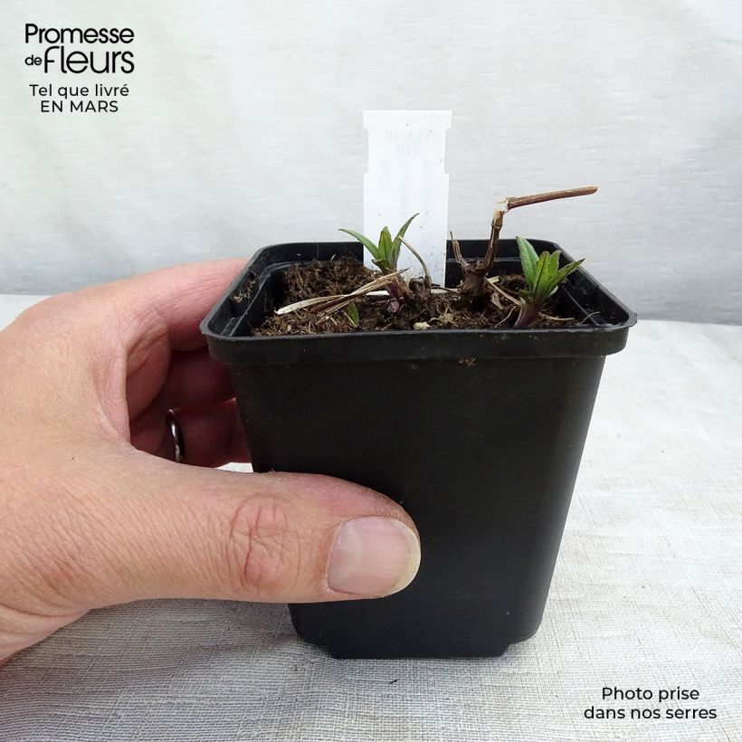 Spécimen de Rudbeckia laciniata Goldquelle Godet de 8/9 cm tel que livré au printemps