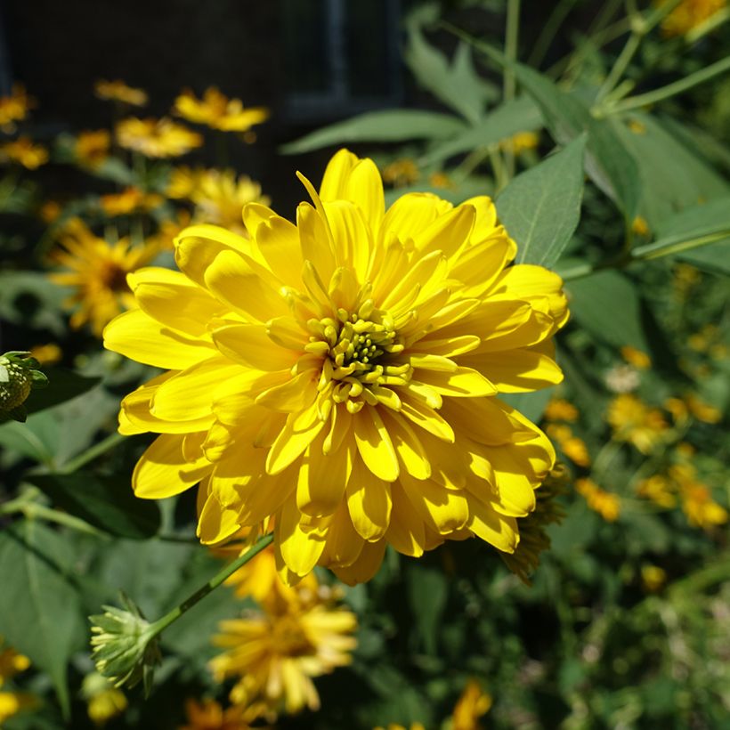 Rudbeckia laciniata Goldquelle (Floraison)