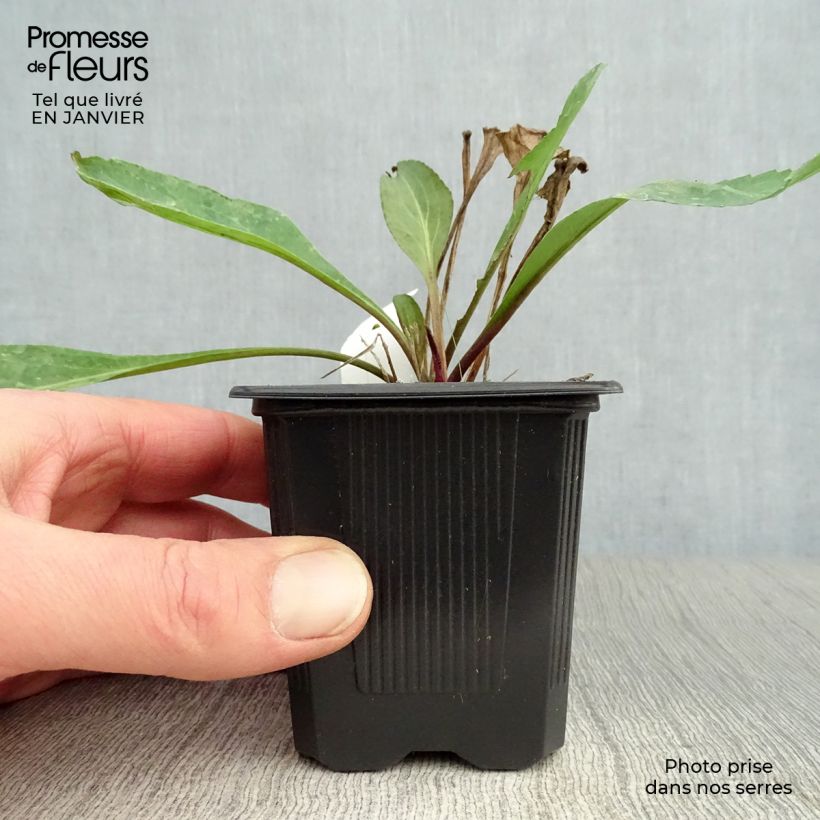 Spécimen de Rudbeckia maxima Godet de 8/9 cm tel que livré en hiver