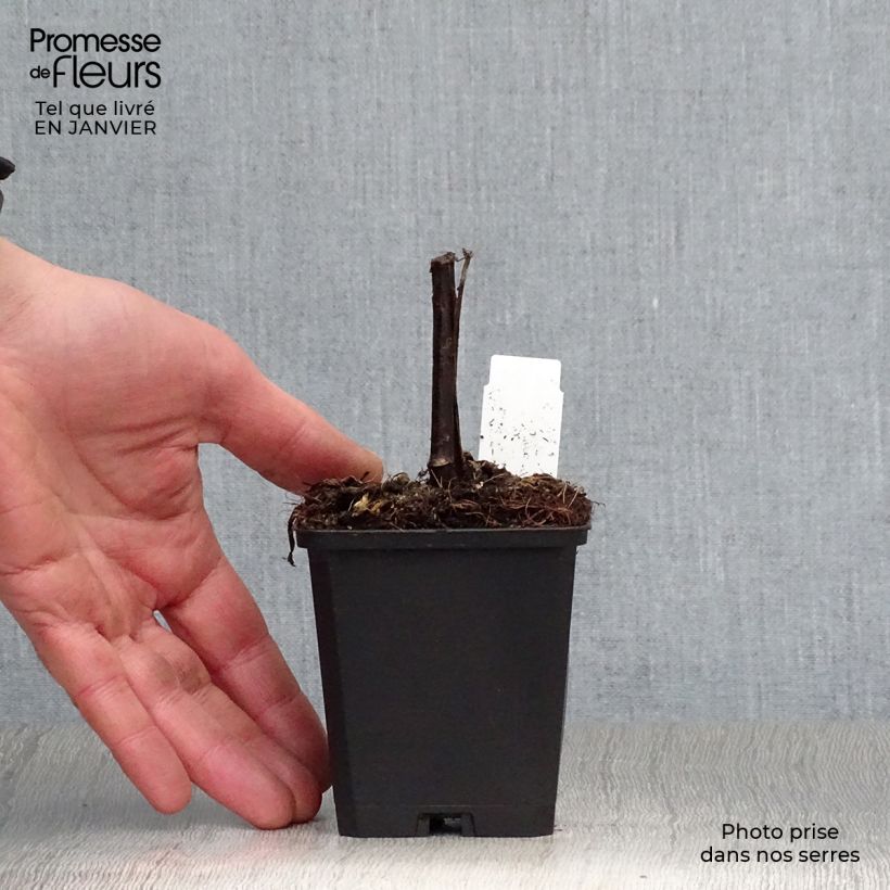 Spécimen de Rudbeckia nitida Herbstsonne - Soleil vivace d'automne Godet de 8/9 cm tel que livré en hiver