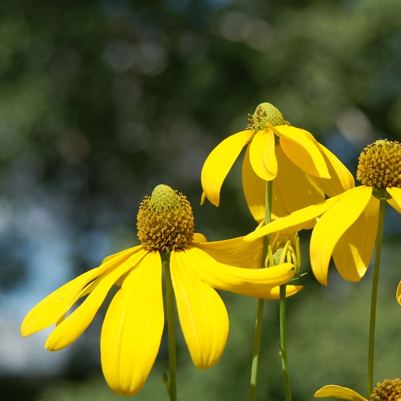 Rudbeckia nitida Herbstsonne - Soleil vivace d'automne (Floraison)