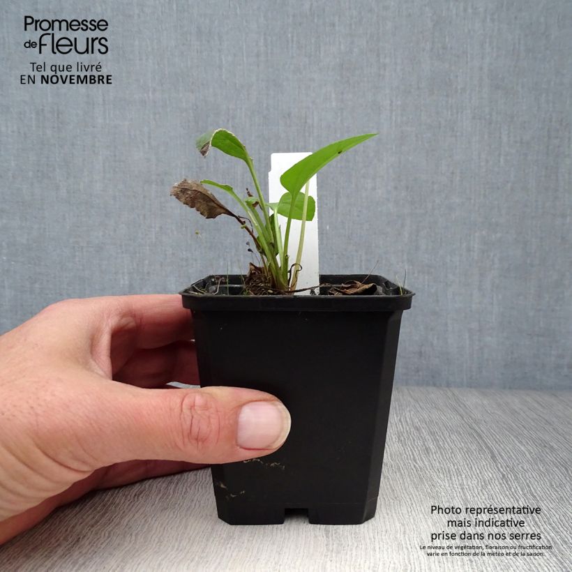 Spécimen de Rudbeckia occidentalis Green Wizard Godet de 8/9 cm tel que livré en automne