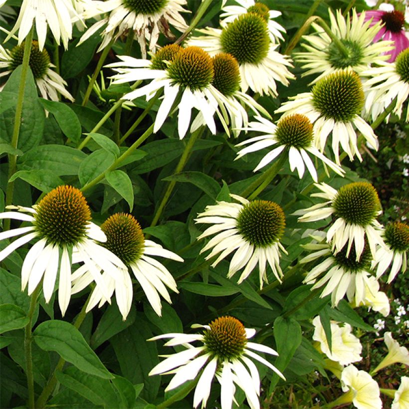 Echinacea purpurea Alba (Floração)