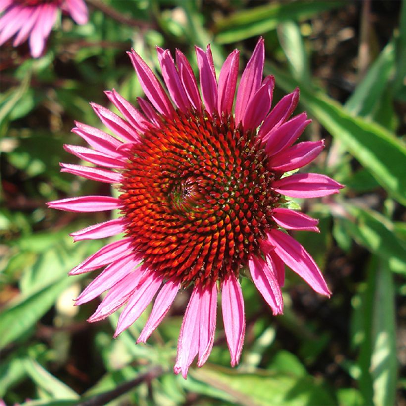 Echinacea purpurea Vintage Wine - Echinacée (Floraison)