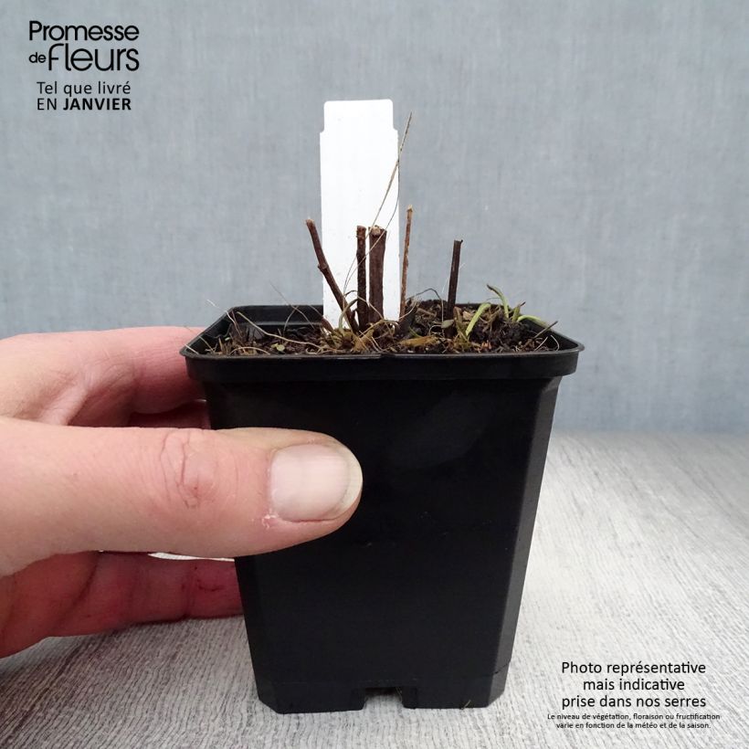 Spécimen de Rudbeckia subtomentosa Henry Eilers Godet de 8/9 cm tel que livré en hiver