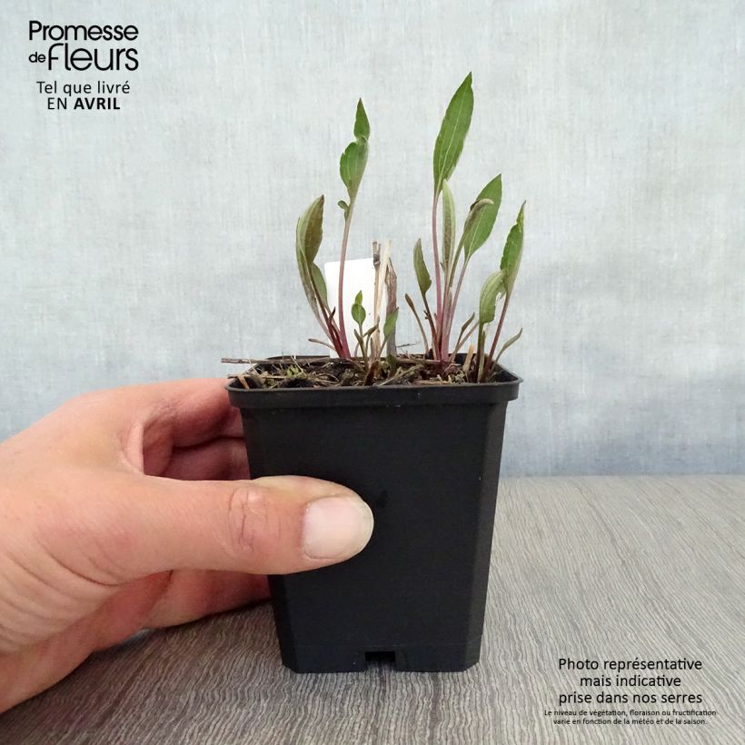 Spécimen de Rudbeckia subtomentosa Henry Eilers Godet de 8/9 cm tel que livré au printemps