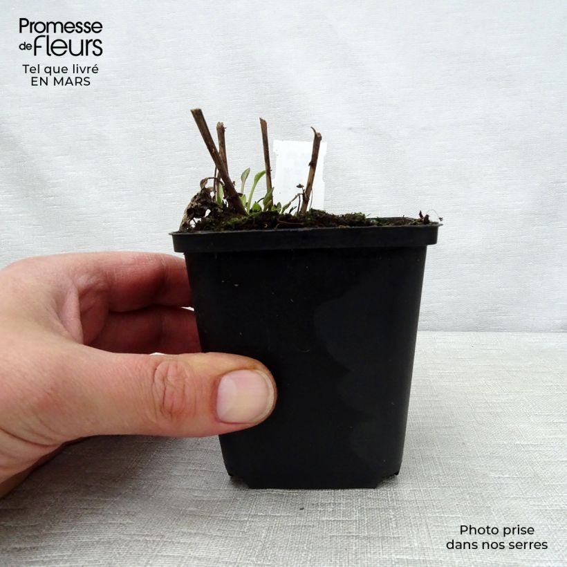 Spécimen de Rudbeckia subtomentosa Little Henry - Rudbeckie Godet de 8/9 cm tel que livré au printemps