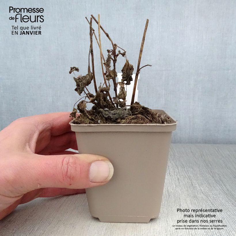 Spécimen de Rudbeckia subtomentosa Little Henry - Rudbeckie Godet de 8/9 cm tel que livré en hiver