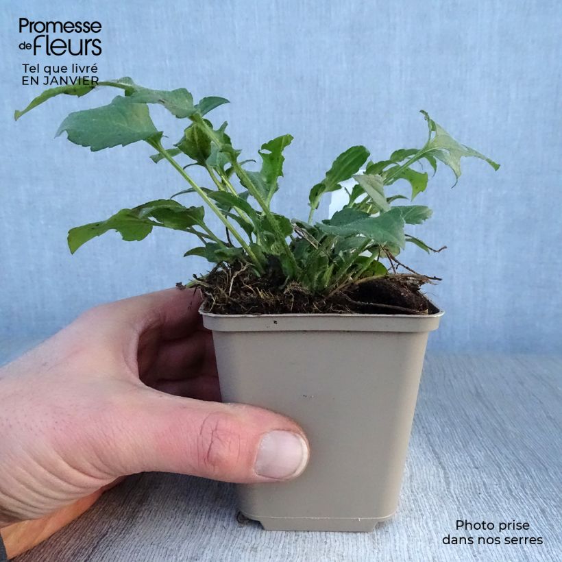 Spécimen de Rudbeckia triloba Godet de 8/9 cm tel que livré en hiver