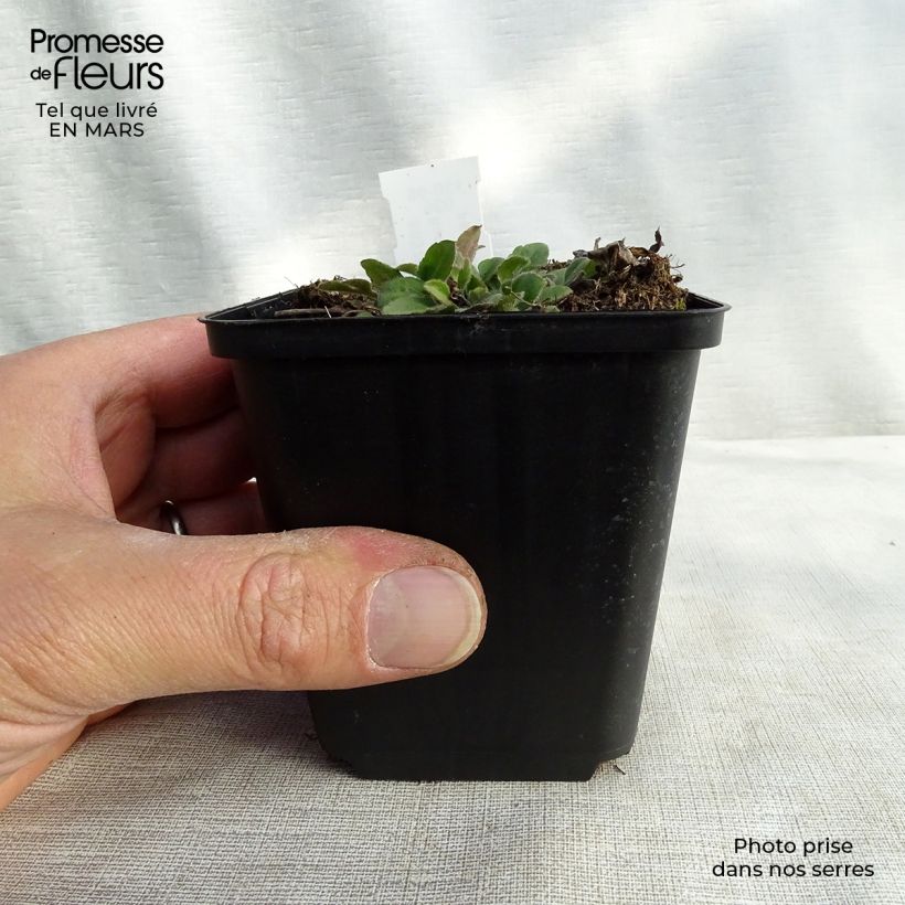 Rudbeckia triloba Prairie Glow Vasetto da 8/9 cm esemplare consegnato in primavera