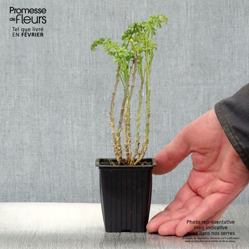 Spécimen de Rue officinale - Ruta graveolens Godet de 7/8 cm tel que livré en hiver
