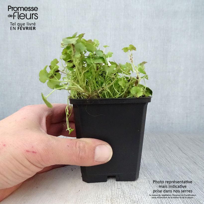 Spécimen de Ruine de Rome - Cymbalaria muralis Godet de 8/9 cm tel que livré en hiver