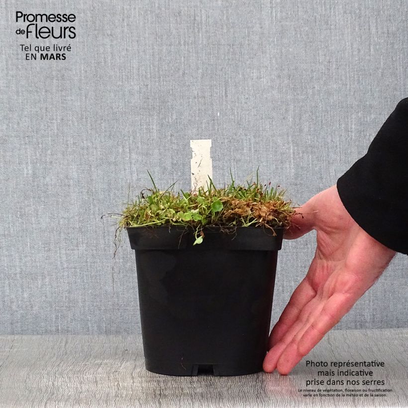 Spécimen de Ruine de Rome - Cymbalaria muralis Pot de 2L/3L tel que livré en hiver