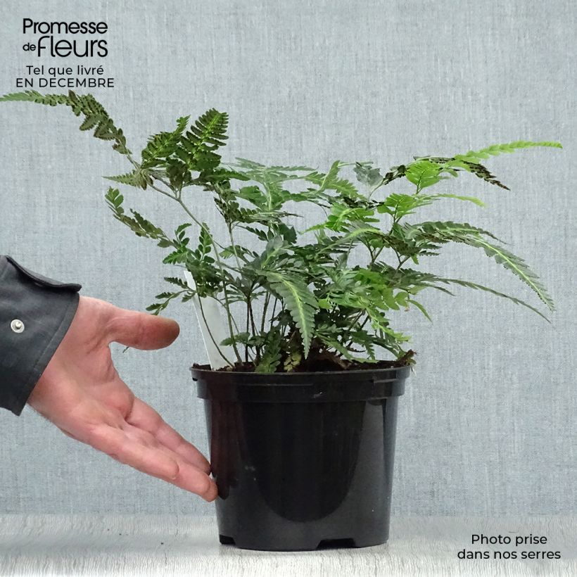 Spécimen de Rumohra adiantiformis Variegata - Fougère des fleuristes panachée Pot de 2L/3L tel que livré en hiver