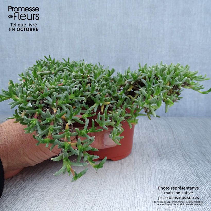 Spécimen de Ruschia prostrata - Antimima prostrée Godet de 8/9 cm tel que livré en automne