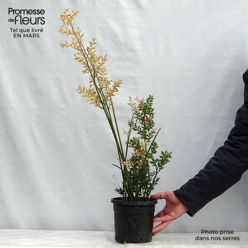Spécimen de Ruscus aculeatus - Fragon petit houx  Pot de 2L/3L tel que livré au printemps