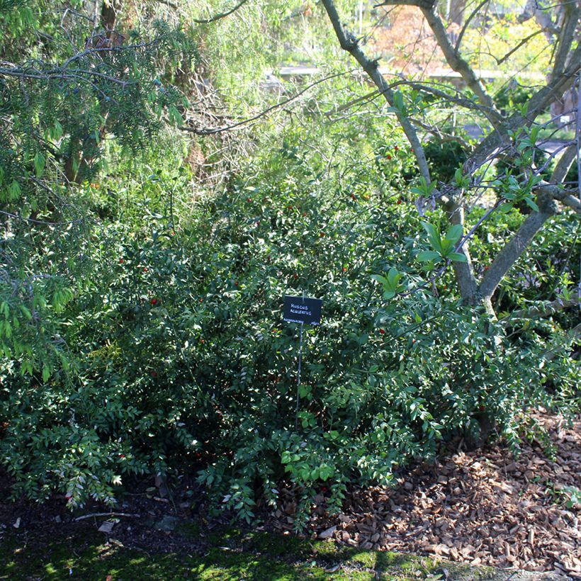 Ruscus aculeatus - Fragon petit houx  (Port)