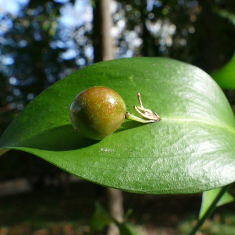Ruscus hypoglossum - Fragon à langues (Récolte)