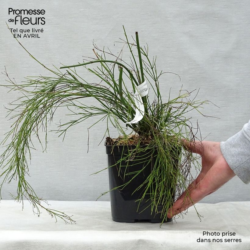 Spécimen de Russelia equisetiformis - Goutte de sang Pot de 3L/4L tel que livré au printemps